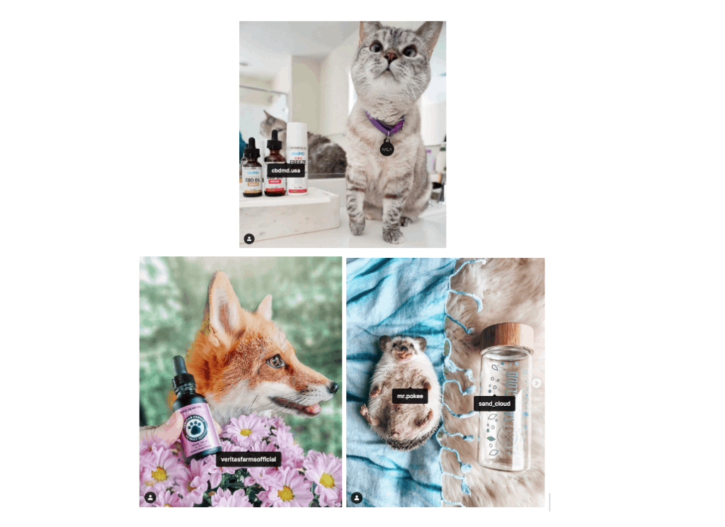 The Rise of “Pet” Influencers on the Lexicon